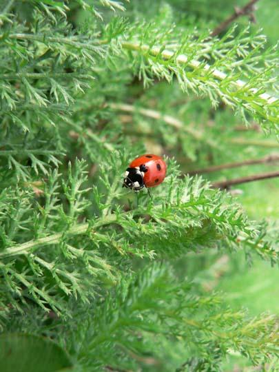 Foglie di achillea